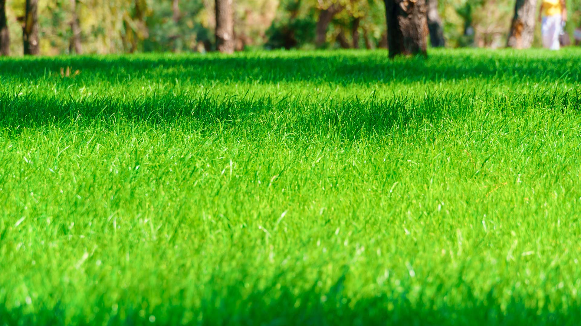 Lush, well-fertilized home lawn grass near Ankeny, IA.
