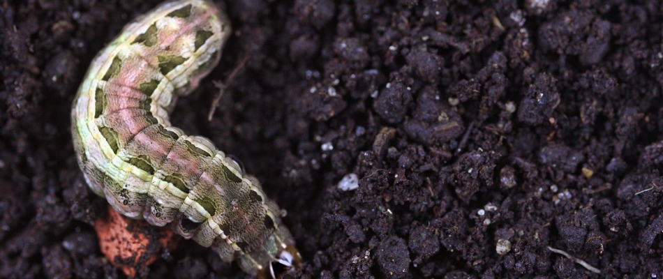 Armyworm found in soil in lawn in Bondurant, IA.