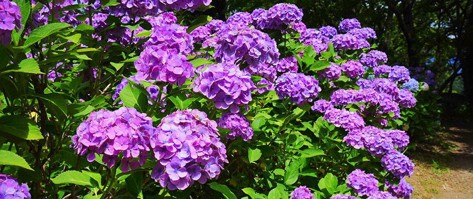 Vibrant purple hydrangeas growing healthily on a property in Saylorville, IA. 