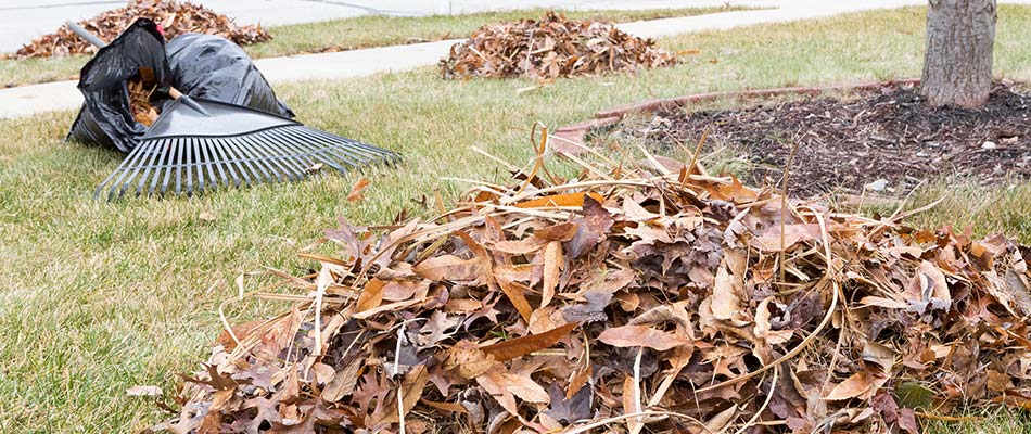 Removing fall leaves from a lawn near Urbandale, IA.