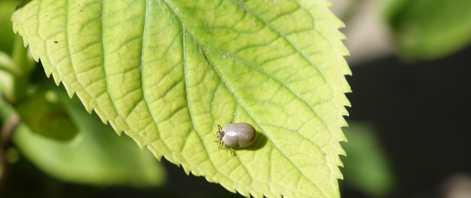 Tick found on leaf in property in Ankeny, IA.